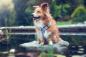 Preview: Hundegeschirr CORGI, hellblau, Corgi Hund Muster, gefüttert mit Kunstleder, Hundeleine
