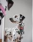 Preview: Hundehalsband mit Glitzer, rosa, 30mm