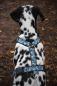 Preview: Hundegeschirr mit Blumen mit Zebra Muster, blau, weiß und schwarz, 30mm