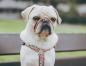 Mobile Preview: Hundegeschirr mit Chevron Muster, Zick Zack, bunt, 20mm